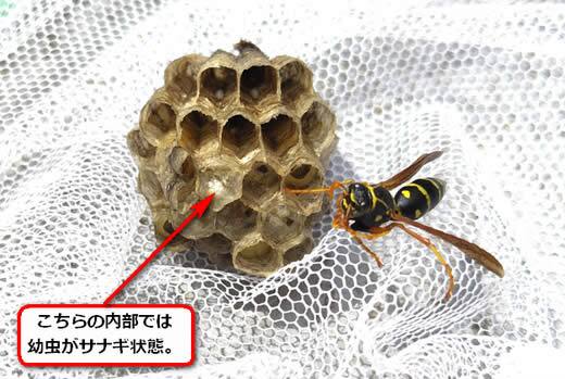 フタモンアシナガバチの巣