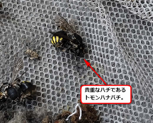 トモンハナバチ