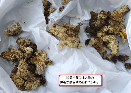 トモンハナバチの巣綿毛