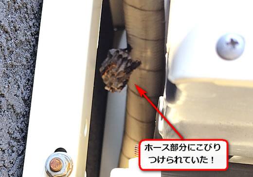 セグロアシナガバチの巣駆除