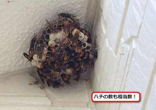 セグロアシナガバチの巣駆除