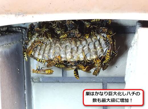 セグロアシナガバチの巣駆除