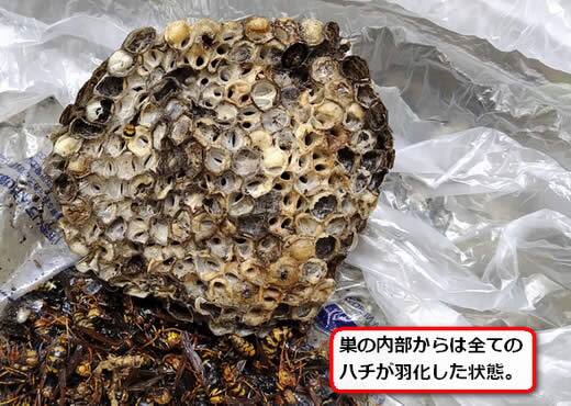 アシナガバチの巣内部