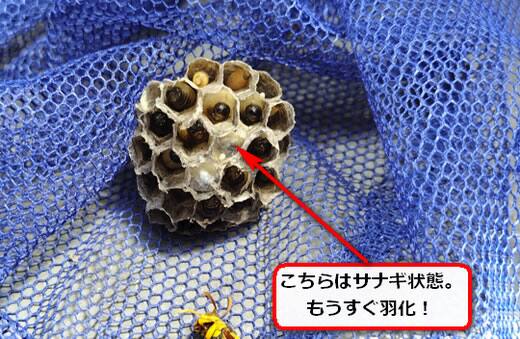 キアシナガバチ巣