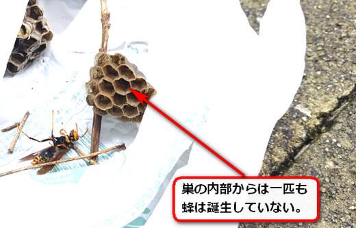 植木枝アシナガバチ巣