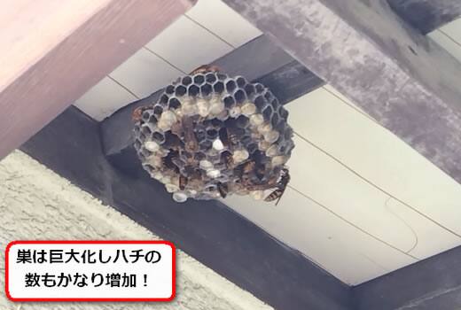 一階軒アシナガバチ巣