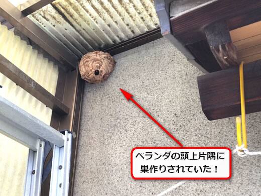 8月15日スズメバチ