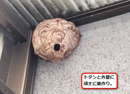 トタンスズメバチ巣