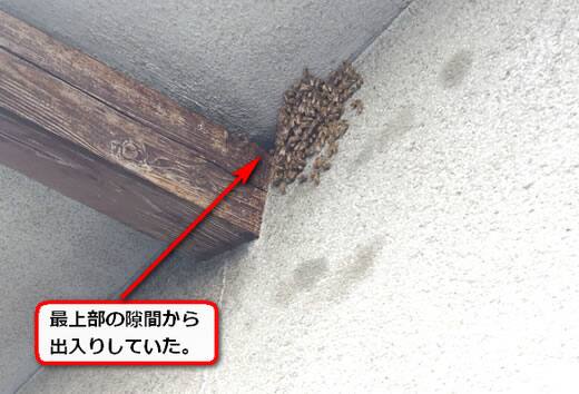 8月16日蜂の巣調査