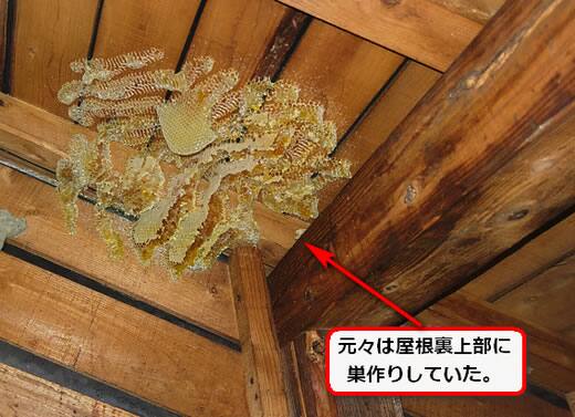 屋根裏ミツバチ巣