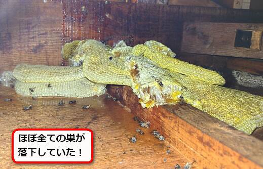 屋根裏ミツバチ巣落下
