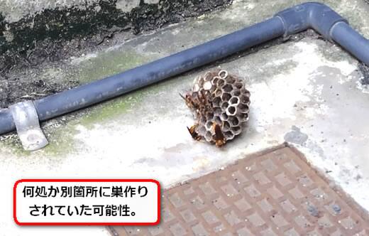 地面転がり蜂の巣