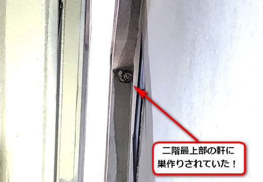 9月10日アシナガバチ