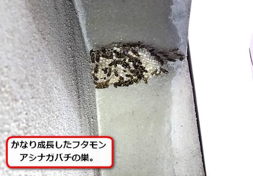 軒フタモンアシナガバチ巣
