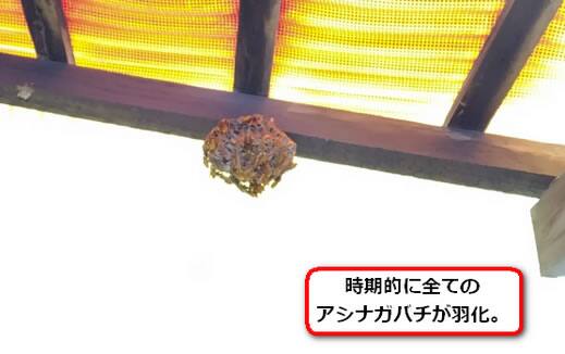 物置屋根アシナガバチ巣