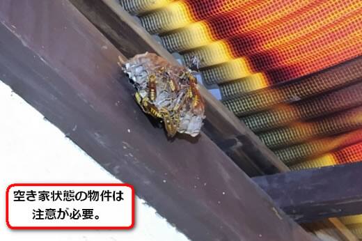 空き家物置アシナガバチ巣