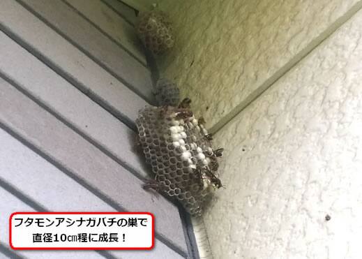 フタモンアシナガバチの巣駆除