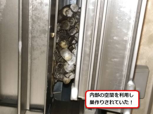 セグロアシナガバチの巣駆除