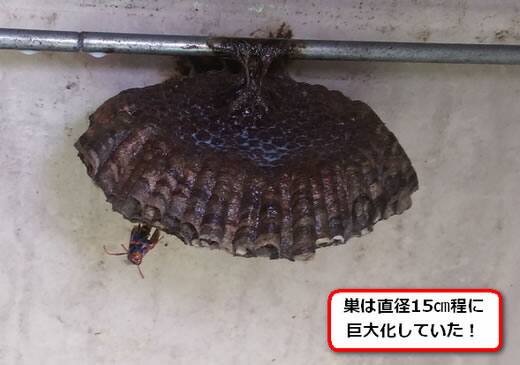 セグロアシナガバチの巣駆除