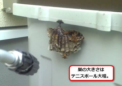 セグロアシナガバチの巣駆除