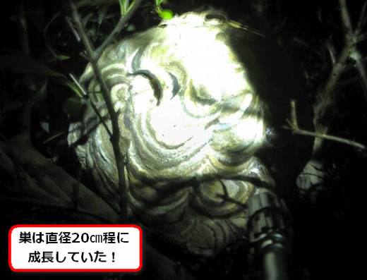 コガタスズメバチの巣駆除