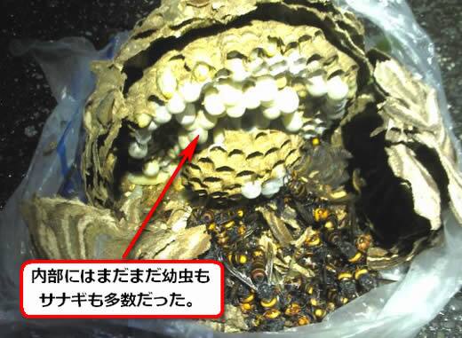 コガタスズメバチの巣内部