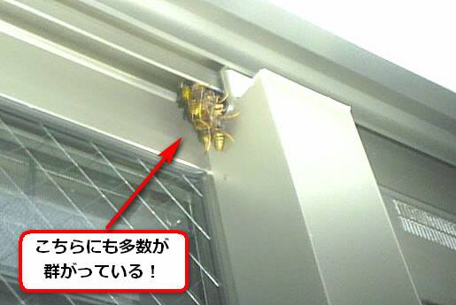アシナガバチ駆除室内