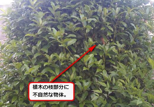 蜂の巣植木徳利