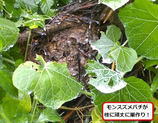 雑草スズメバチ巣