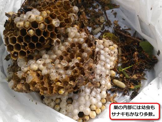 モンスズメバチの巣