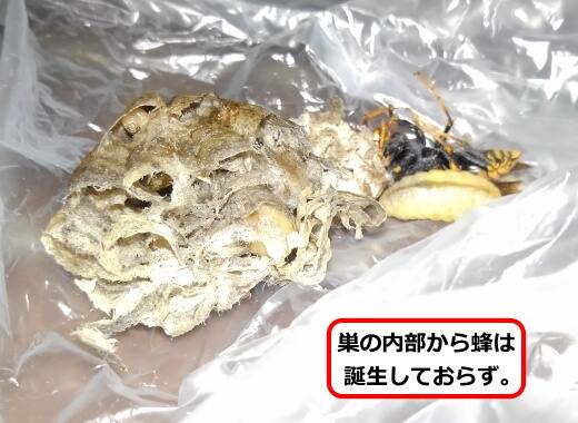 アシナガバチ巣初期