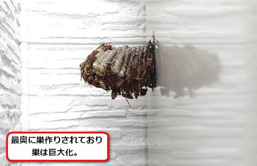 アシナガバチ巣物置