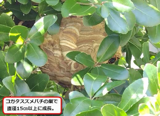 コガタスズメバチの巣駆除