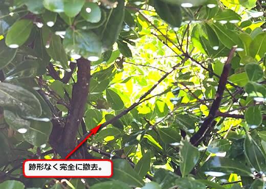 スズメバチの巣完全撤去