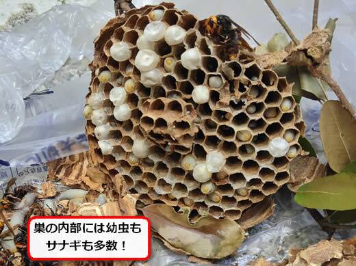 コガタスズメバチの巣内部