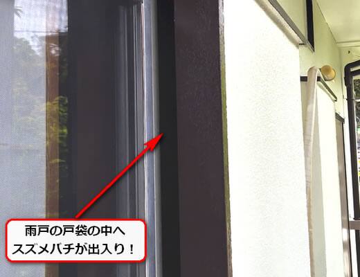 7月20日スズメバチ