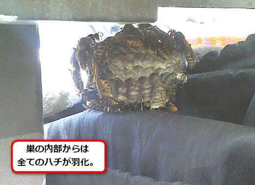 セグロアシナガバチの巣駆除