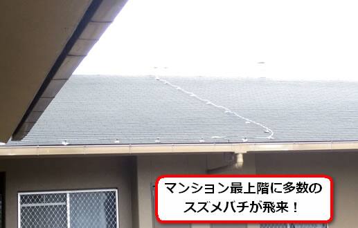 スズメバチ飛来マンション
