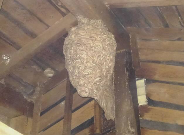 キイロスズメバチ屋根裏