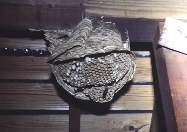 モンスズメバチ屋根裏