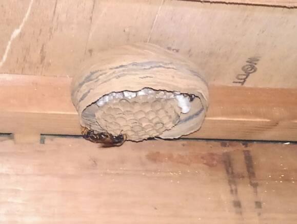 ヒメスズメバチ屋根裏