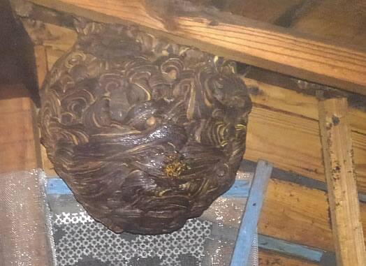 スズメバチの巣駆除屋根裏