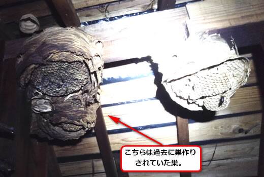 モンスズメバチの巣屋根裏