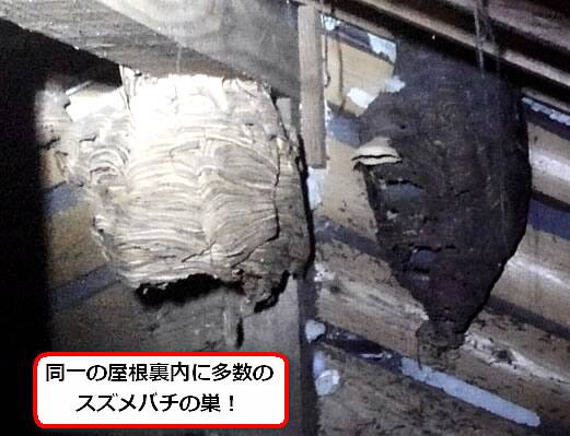 スズメバチの巣屋根裏