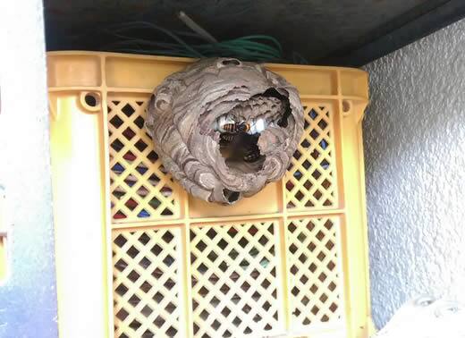 コガタスズメバチ注意点かご
