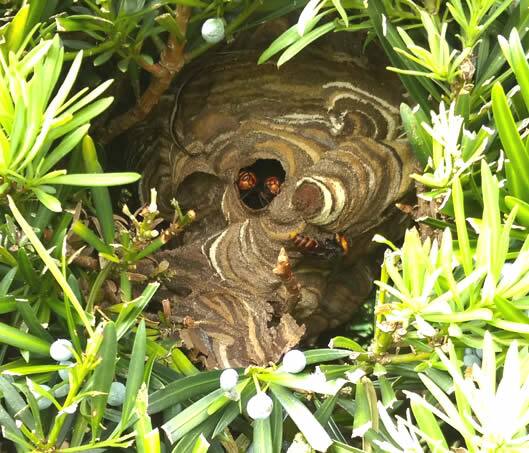 スズメバチの巣駆除生け垣