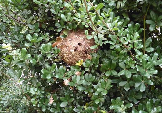 コガタスズメバチ注意点生け垣