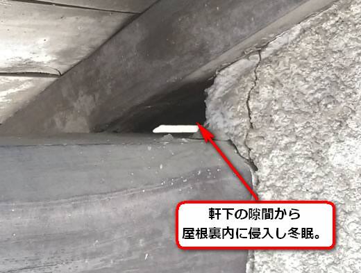 スズメバチ冬眠侵入口