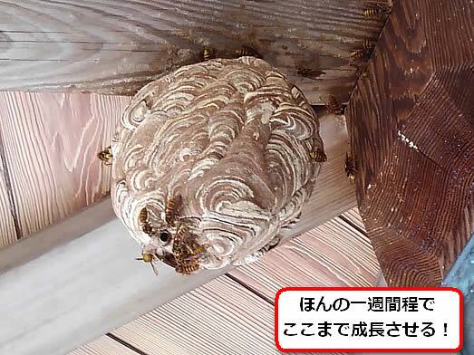 キイロスズメバチ引っ越し