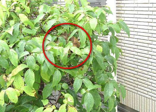 スズメバチ駆除植木